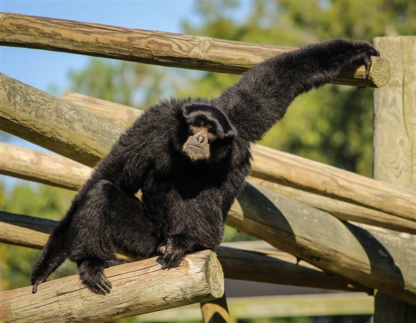 日本独居长臂猿生娃动物园排查其情史：与“邻居”通过9毫米小孔交配